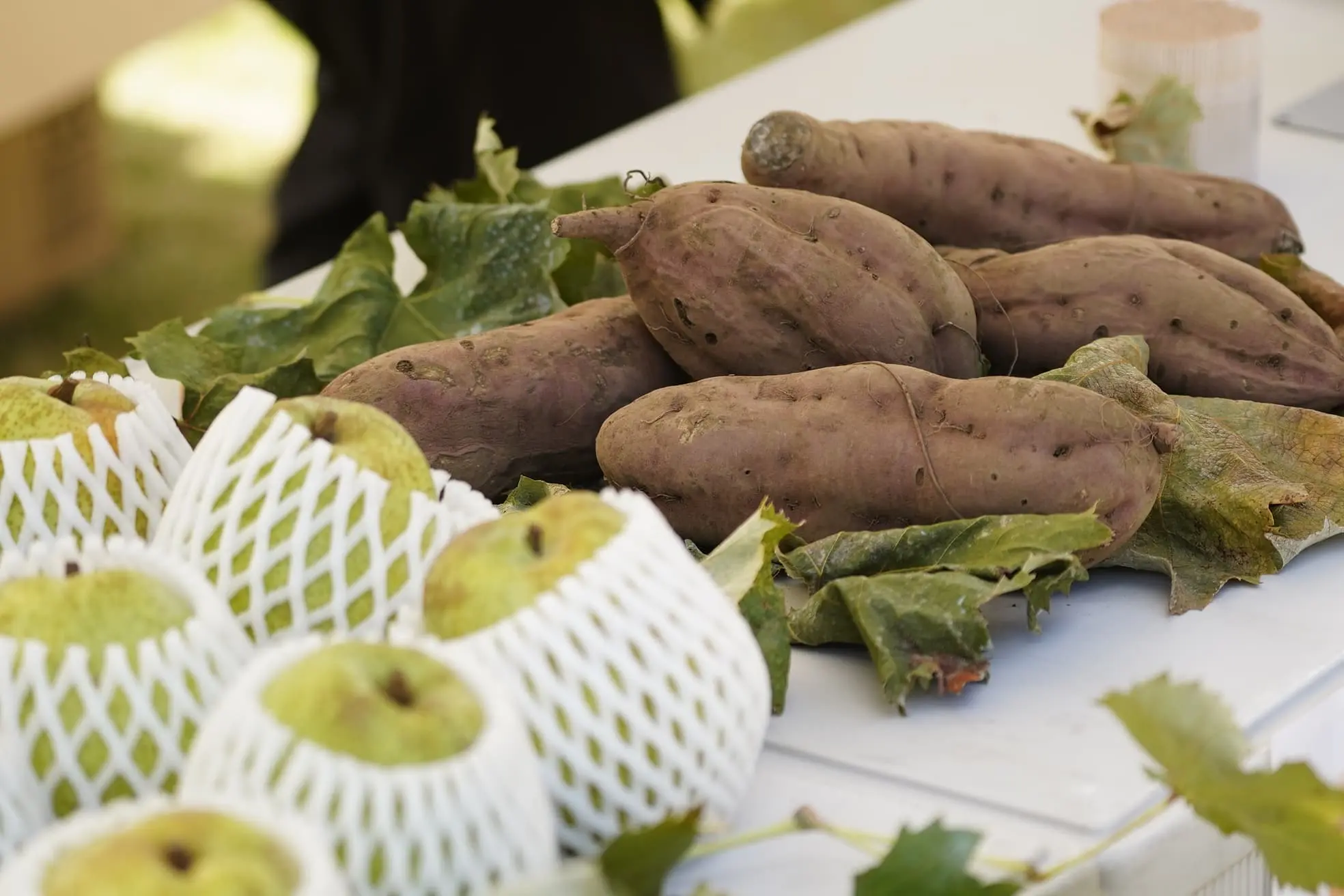 シャインマスカット