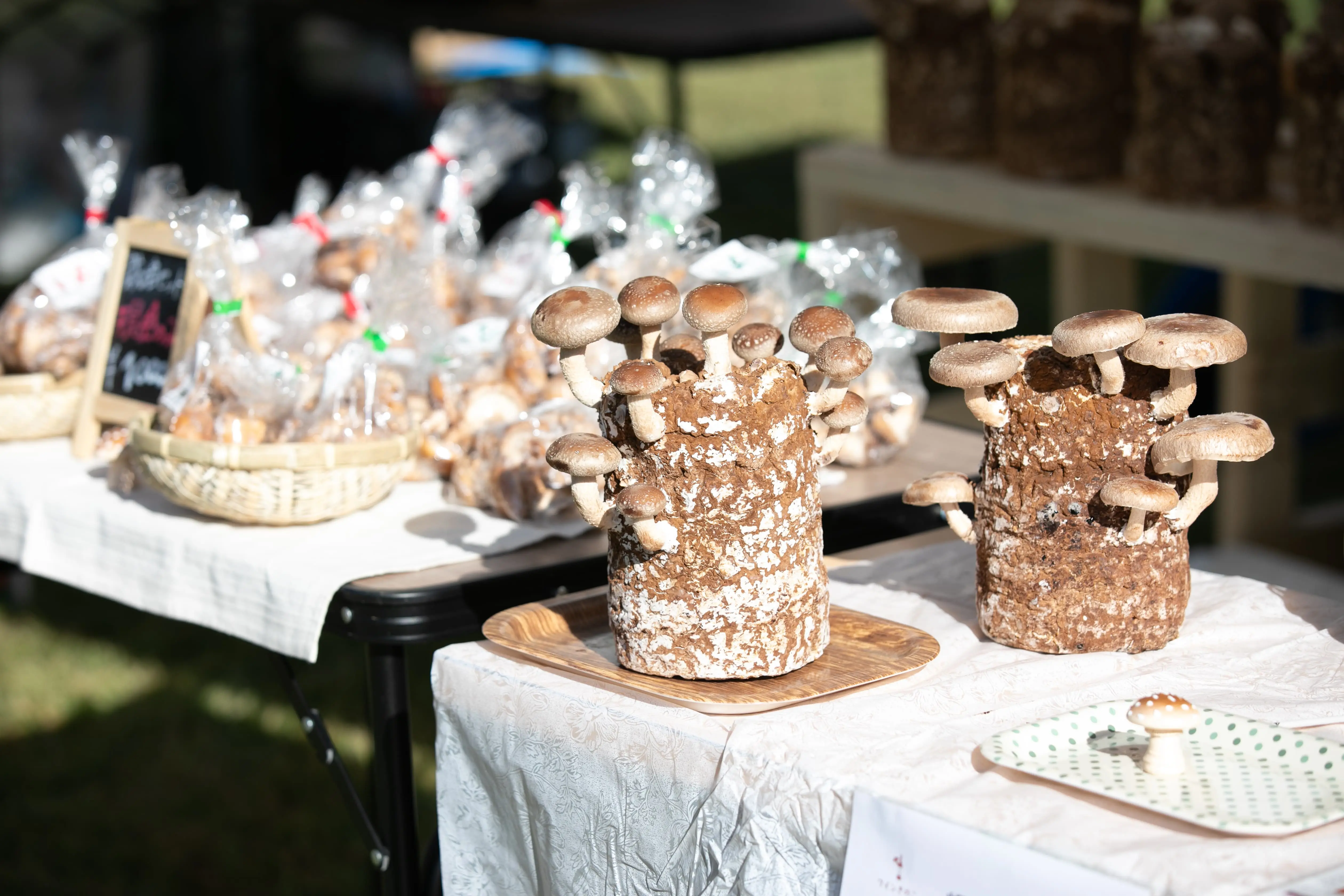 マッシュルーム